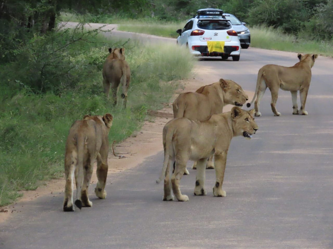 Kruger Gateway Safaris景点图片