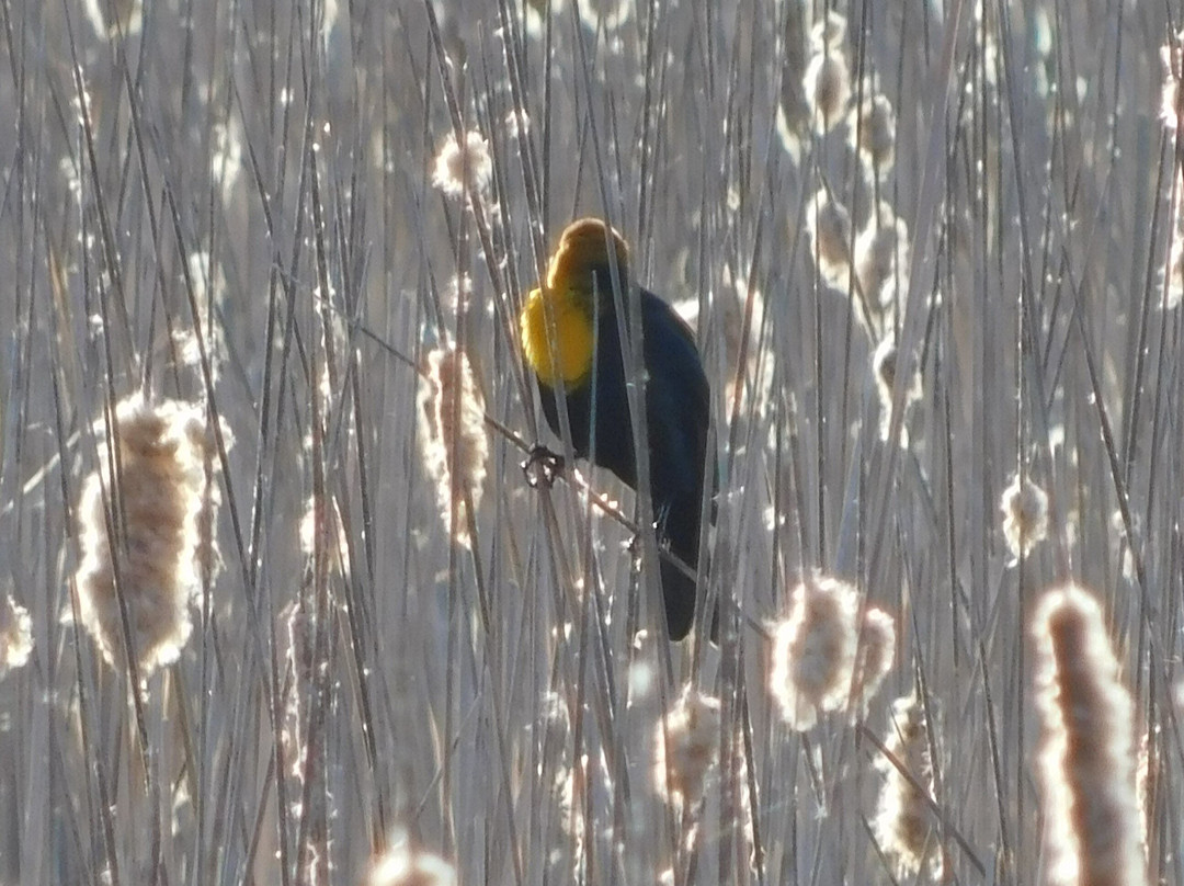 Adam Birding Conservancy-Whitewater必去景点