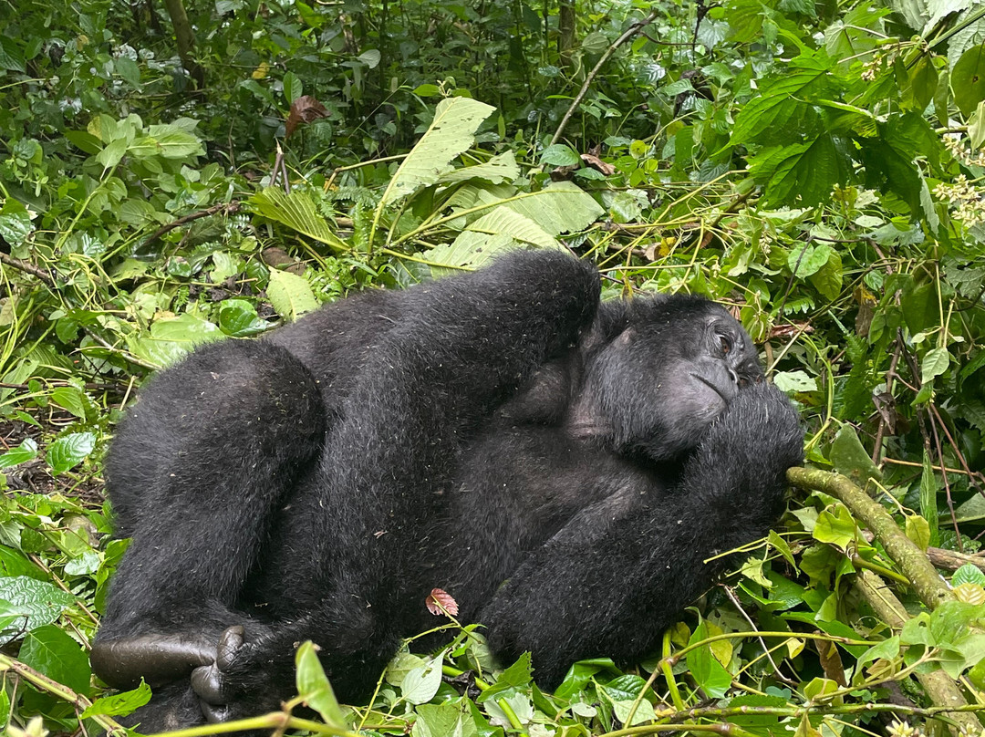 Mukisa Safaris-坎帕拉必去景点