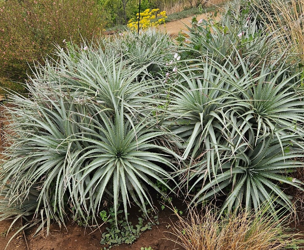 Parque Tricao-Santo Domingo必去景点