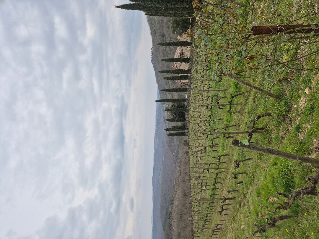 Brancaia