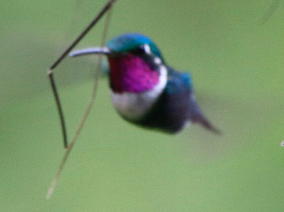 Santuario de colibríes - Ensifera Ensifera景点图片