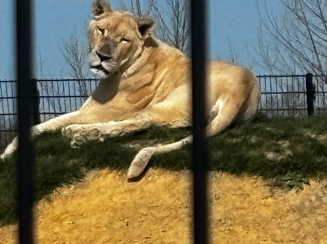The Big Cat Sanctuary景点图片