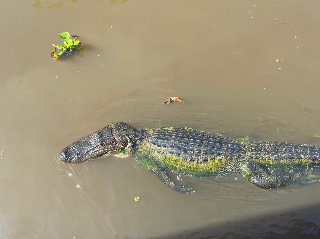 Cajun Man's Swamp Tours & Adventures-Gibson必去景点
