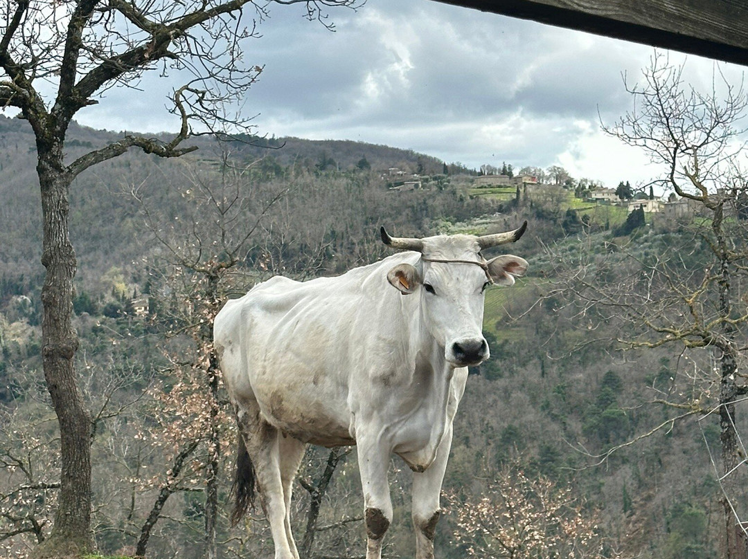 Scenic wine tours in Tuscany-Loro Ciuffenna必去景点
