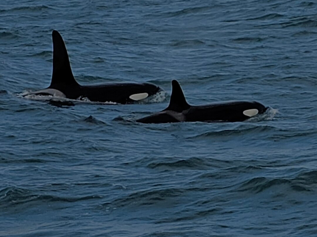 Laki Tours Whale Watching - Olafsvik-Olafsvik必去景点
