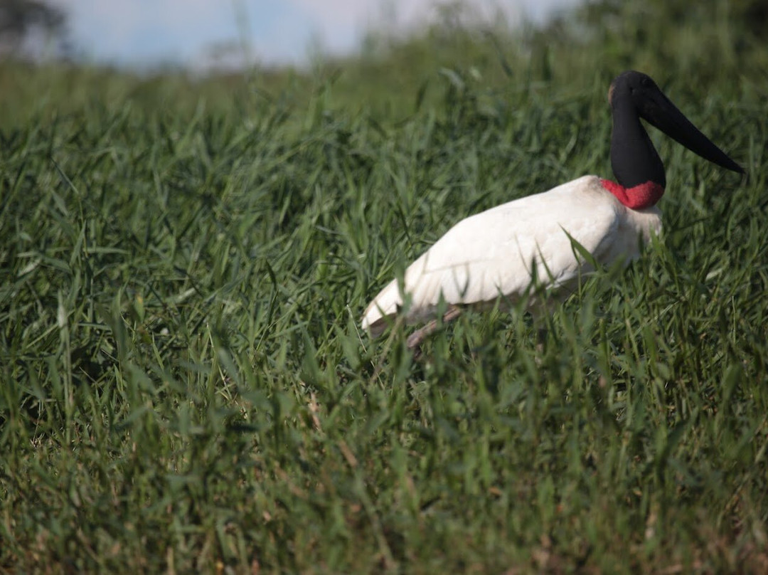 Rio Taquari-Coxim必去景点