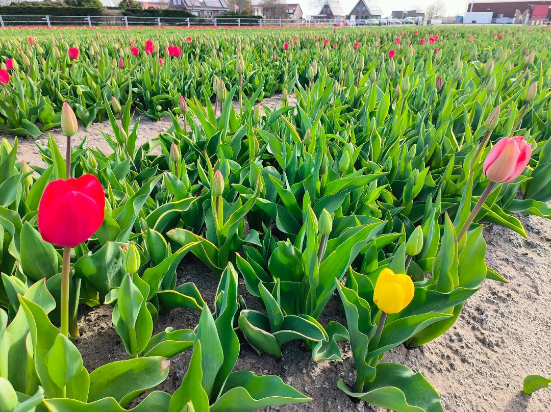 The Tulip Barn景点图片