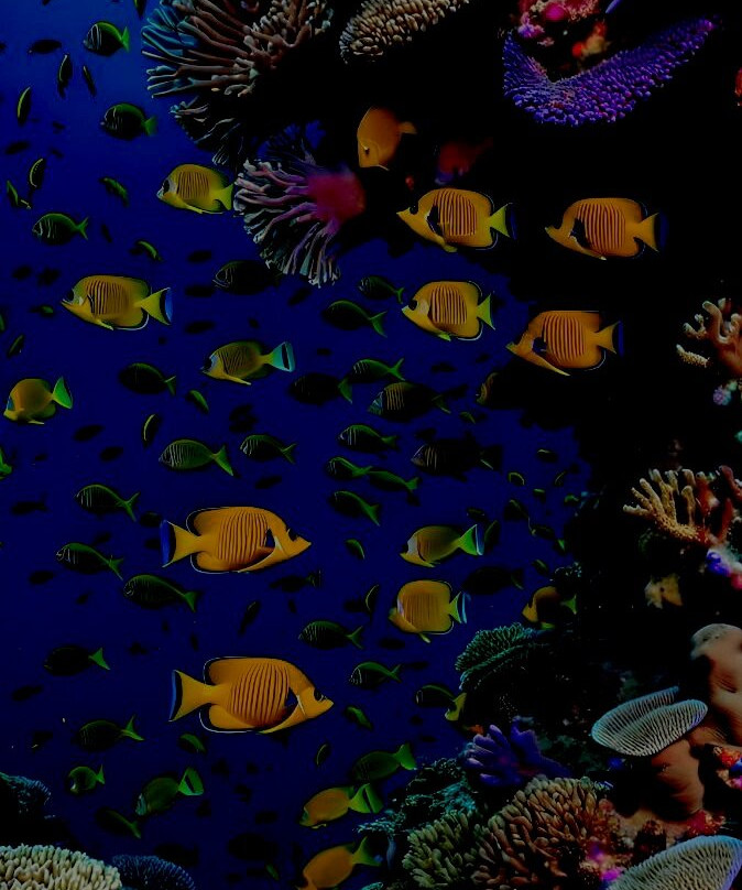 Sea Life Scarborough景点图片