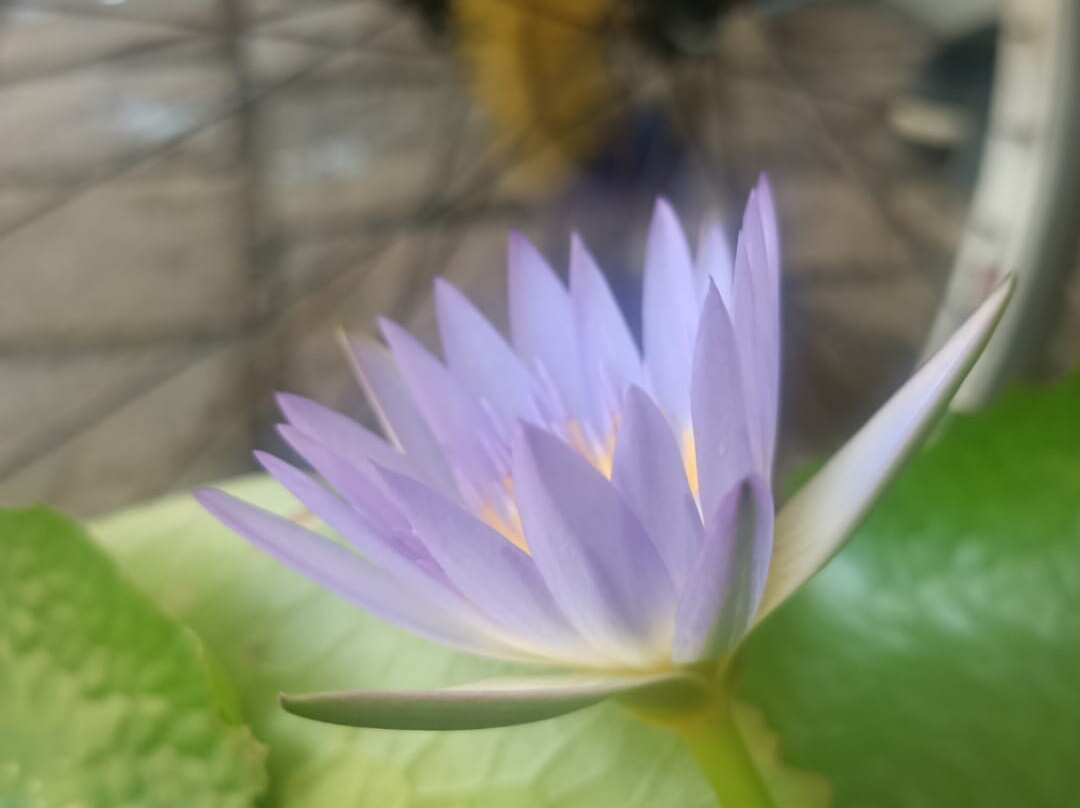 Adams Ayurveda Wellness Retreat景点图片