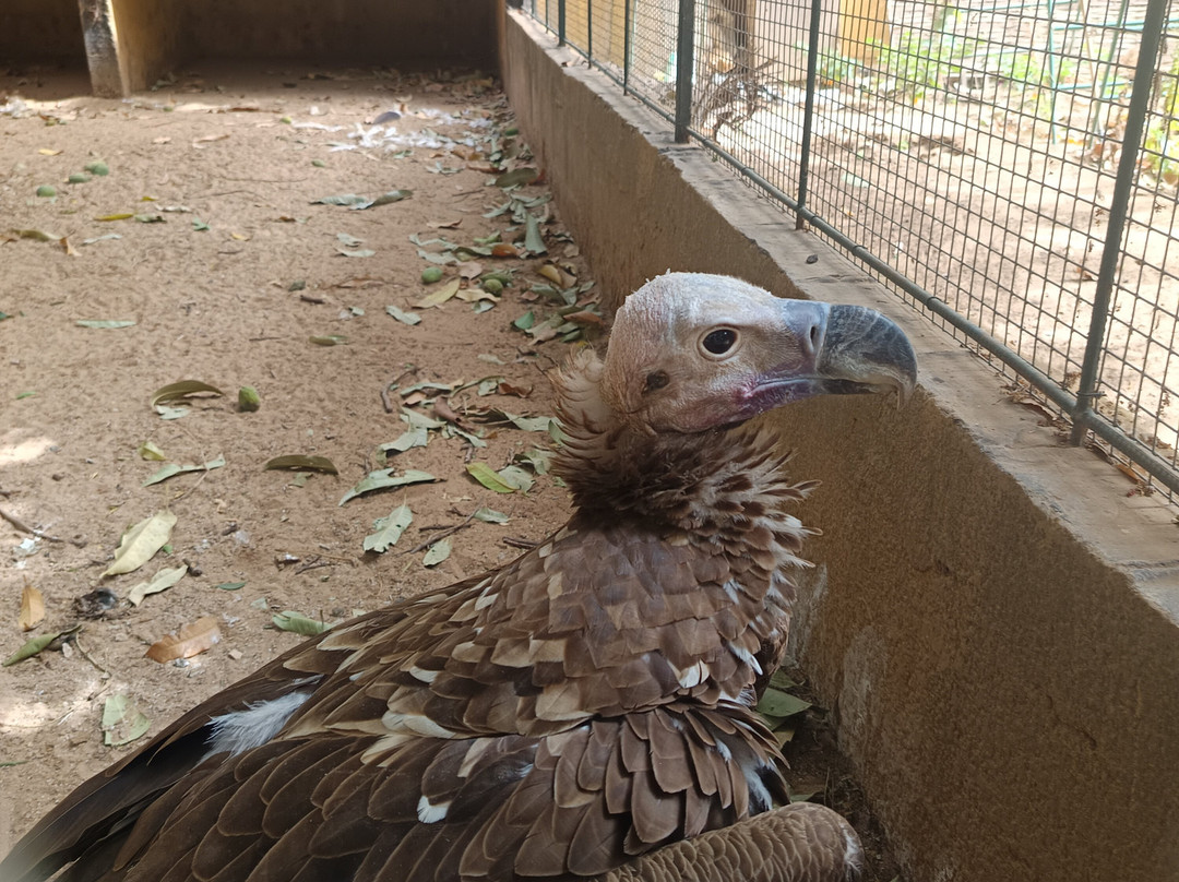 Parc Exotique Du Sénégal景点图片