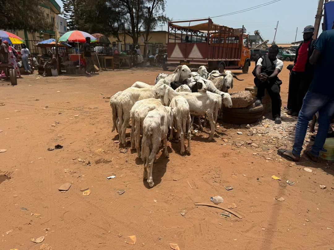 Tours, Taxis By Bakary-Bakau必去景点