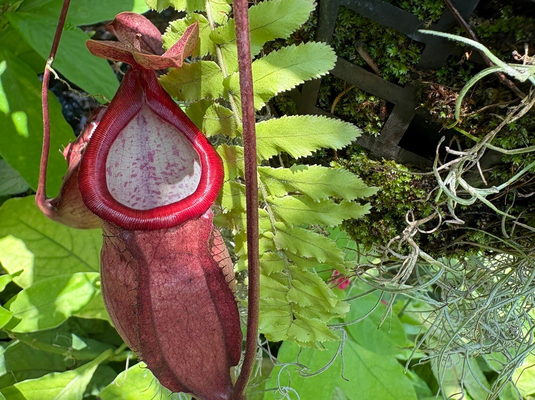 The Sophia M. Sachs Butterfly House-切斯特菲尔德必去景点