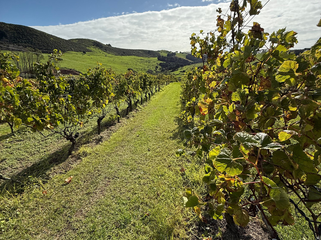 Waiheke Wine Tours Ltd景点图片