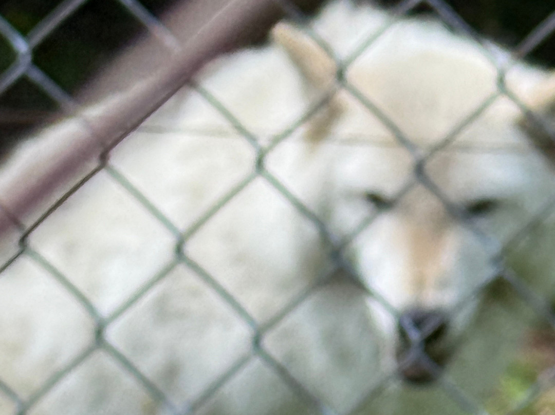 Lakota Wolf Preserve景点图片