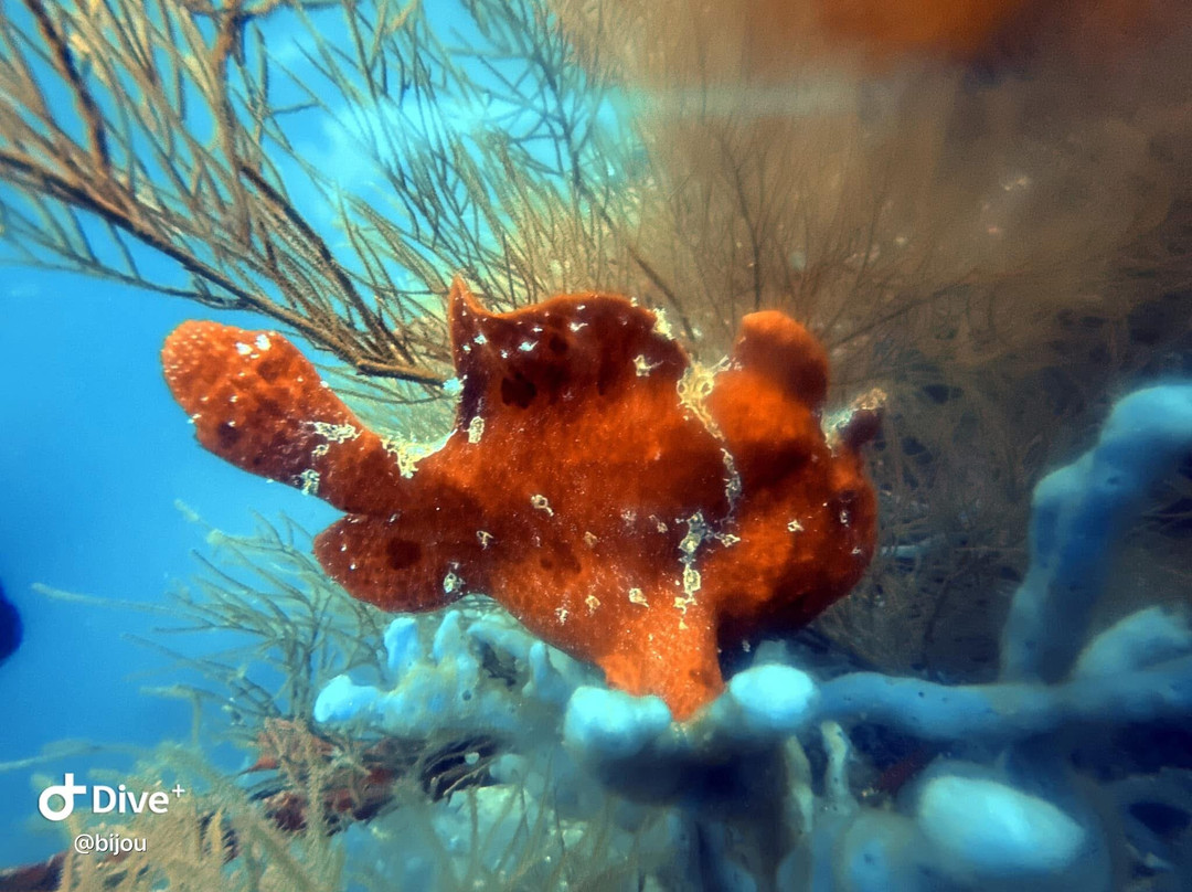 Dive Concepts Pemuteran景点图片