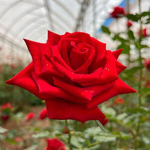 Fazenda Santo Expedito-Ubajara必去景点