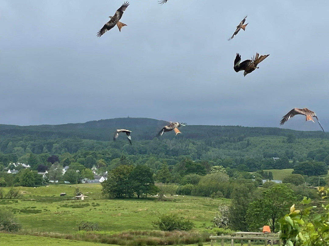 Bellymack Hill Farm - Kite Feeding Station景点图片