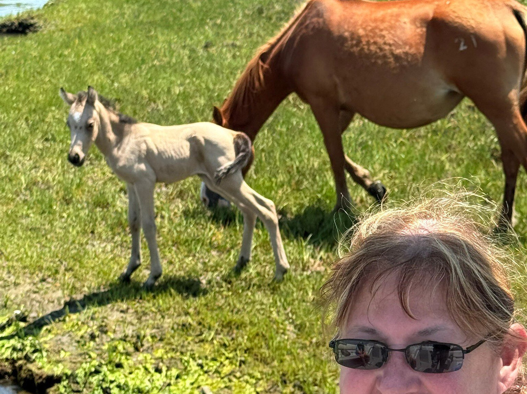 Up The Bay Pony Tours-钦科蒂格岛必去景点
