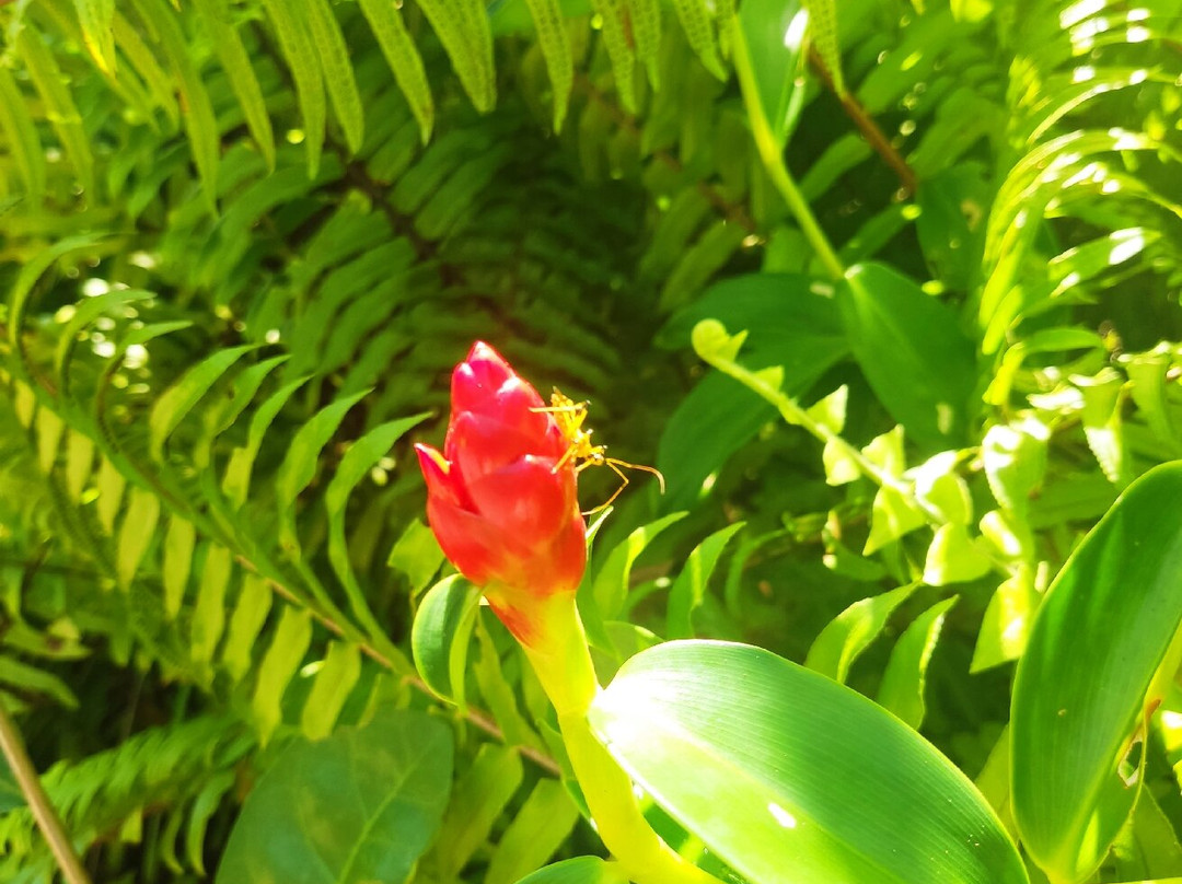 Piasau Nature Reserve-美里必去景点