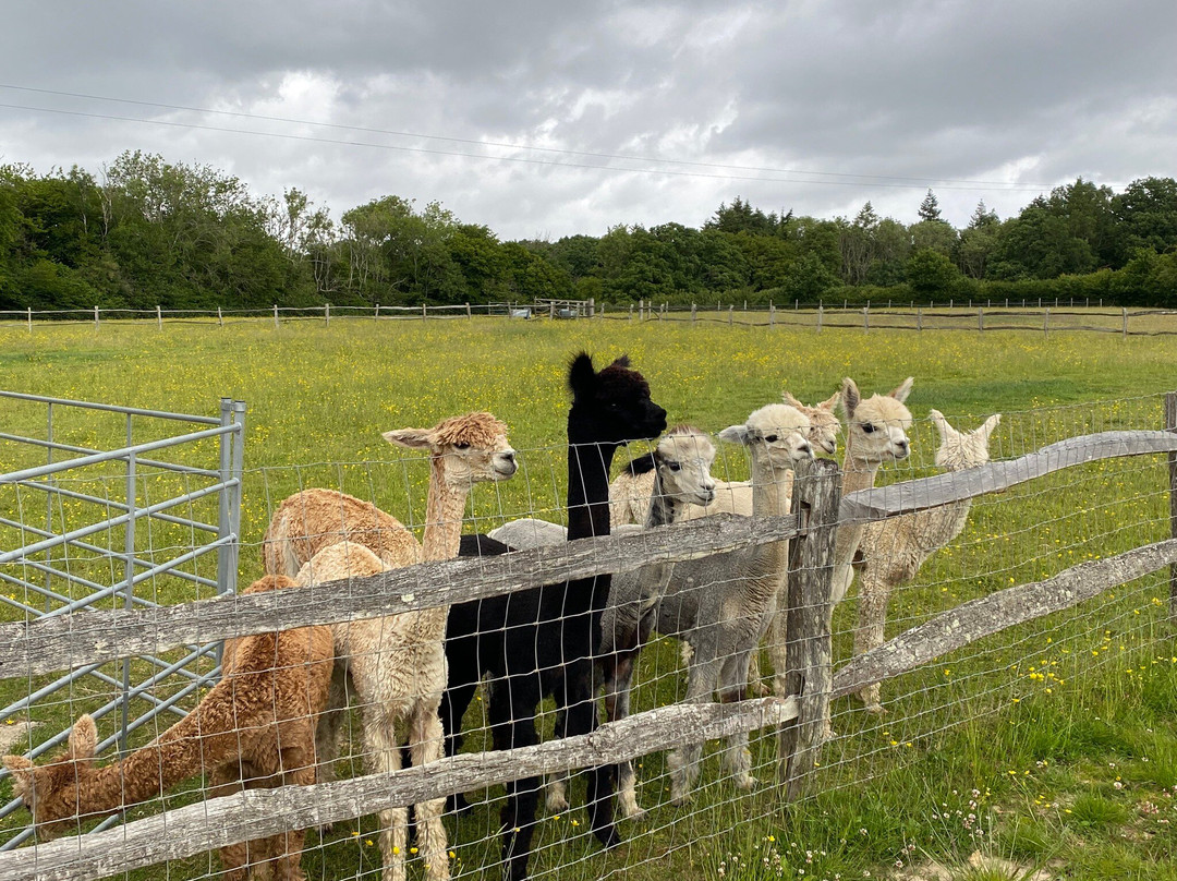Alpaca Walking - With Spring Farm Alpacas景点图片