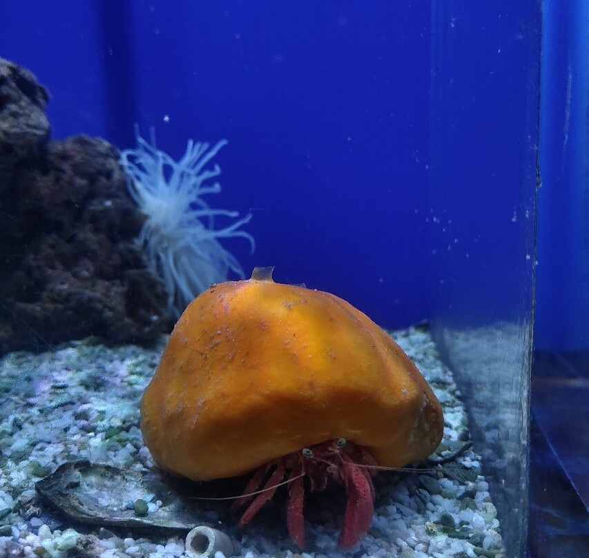 Acquario Di Livorno景点图片