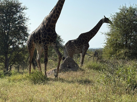 Traveling Man Safaris-庞帕诺比奇必去景点