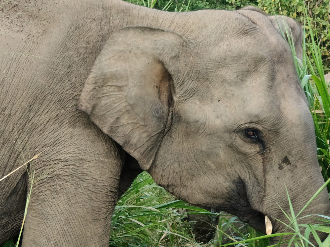 Umigo Lanka Tours-Ganemulla必去景点