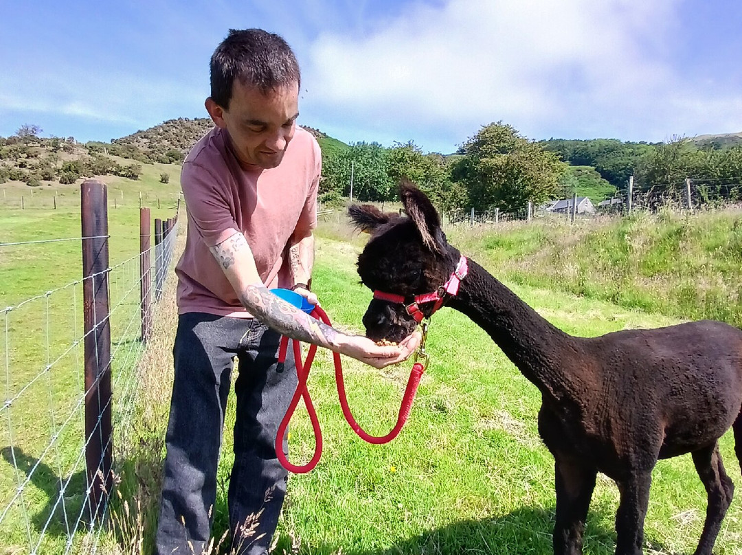 Antur Alpaca At Geufron Farm景点图片
