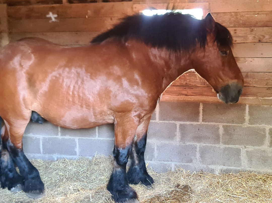 Dorset Heavy Horse Farm Park-Verwood必去景点