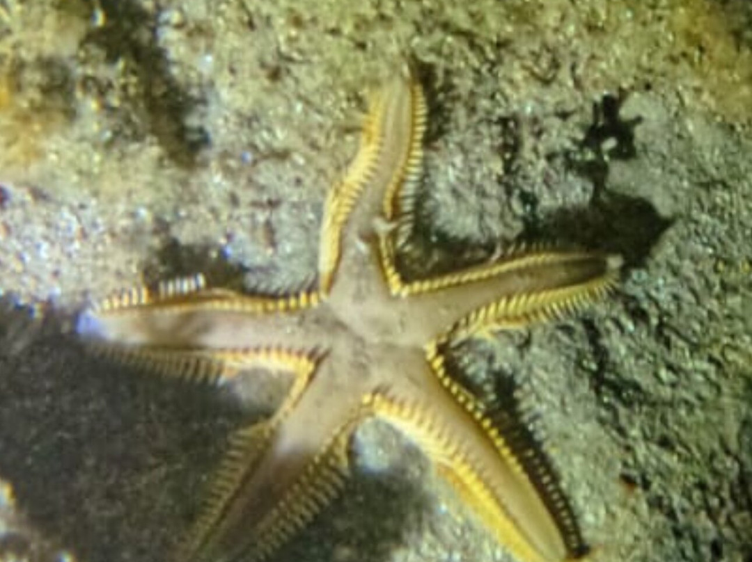 Heraklion Diving Center-赫索尼索斯必去景点