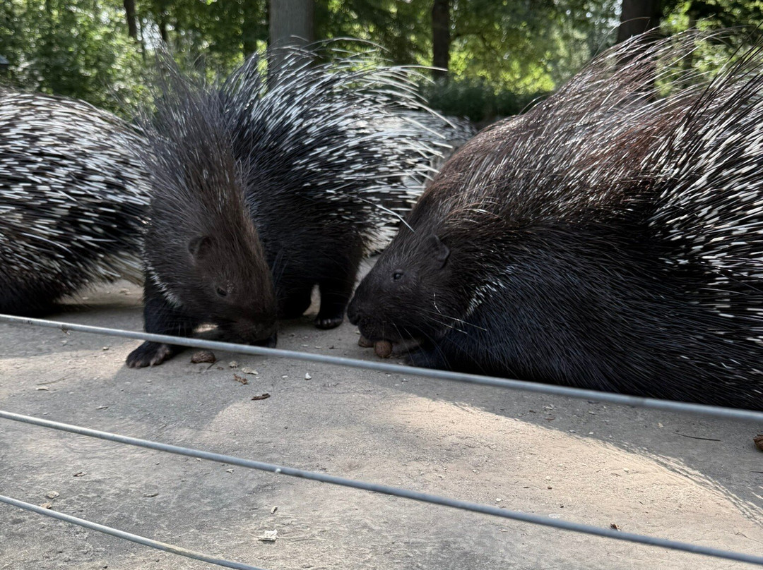Tierpark Wolgast-Wolgast必去景点