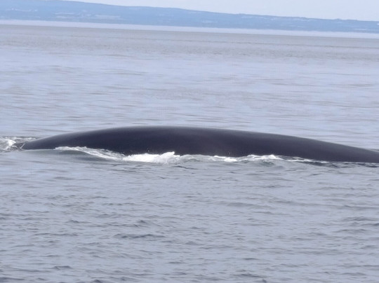 Croisiere Escoumins-Les Escoumins必去景点