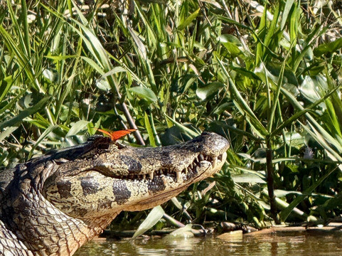 Biodiverse Brazil Tours-Chapada dos Guimaraes必去景点