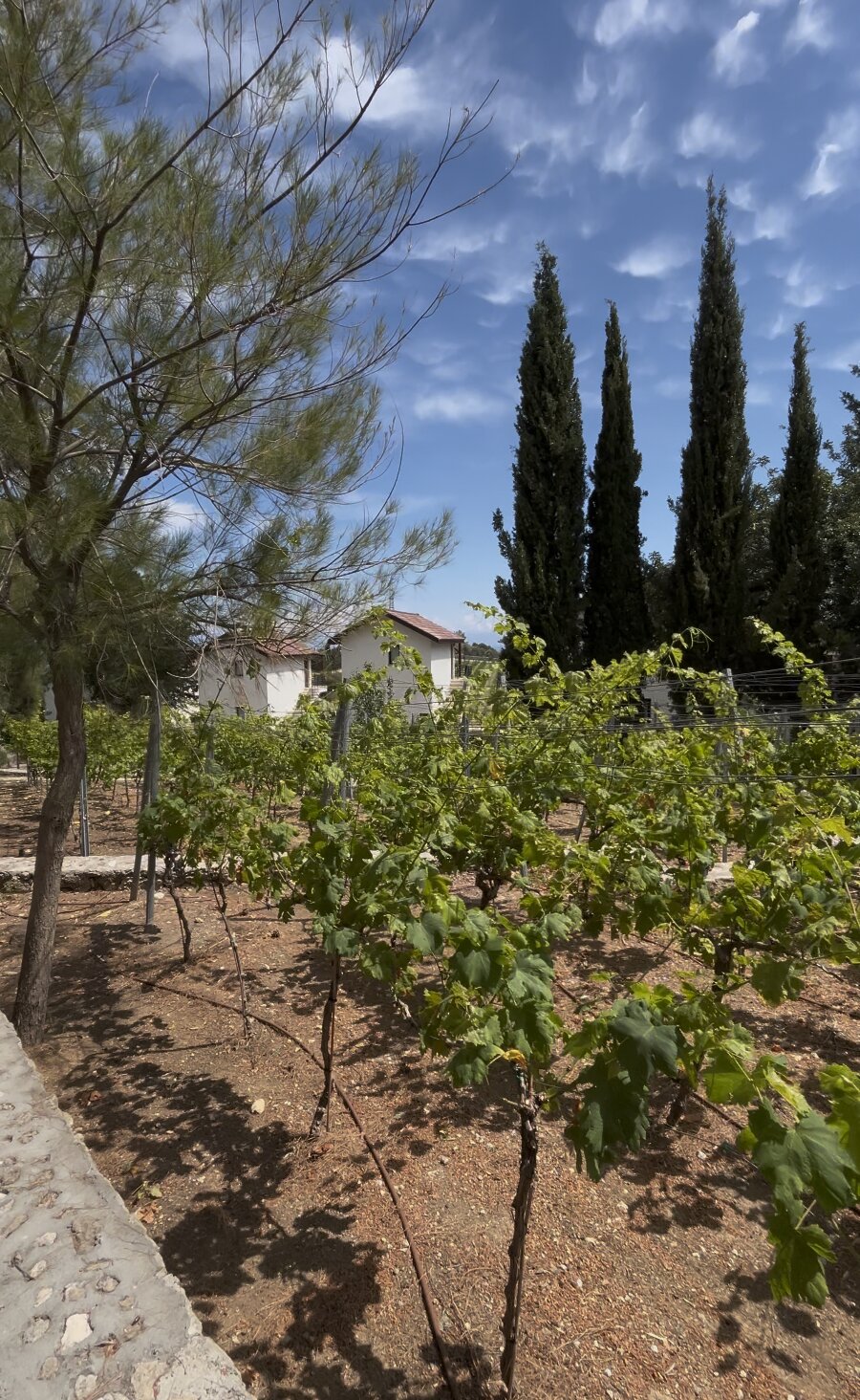 Gillham Vineyard Hotel-浴室