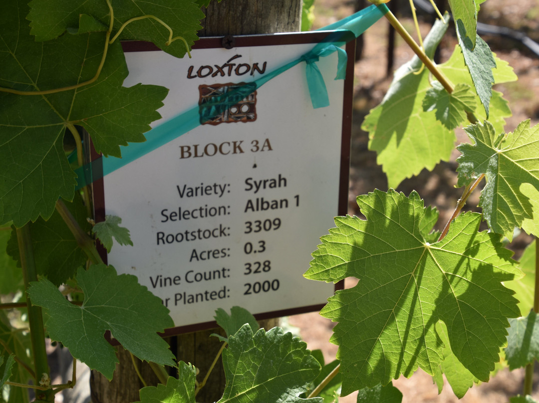 Loxton Winery-Glen Ellen必去景点