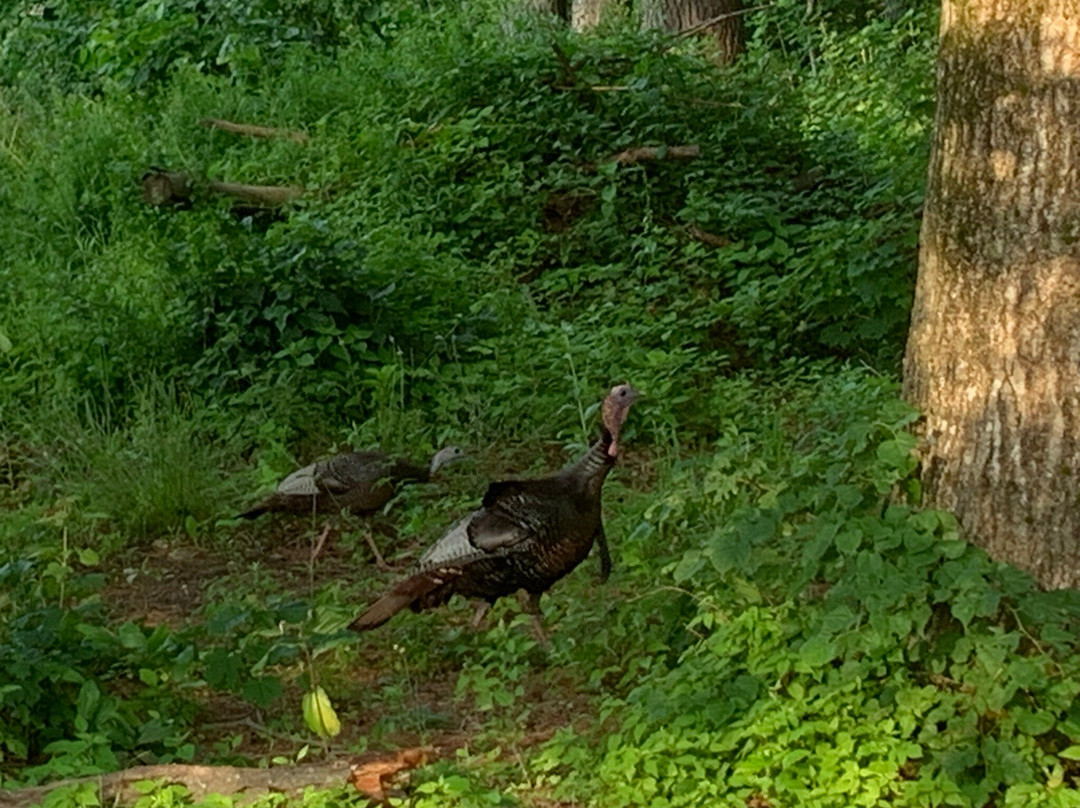 Mackworth Island State Park