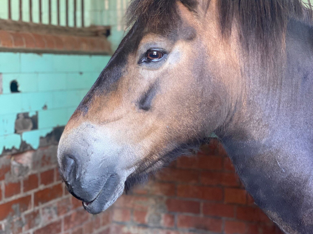 Exmoor Pony Centre-Dulverton必去景点