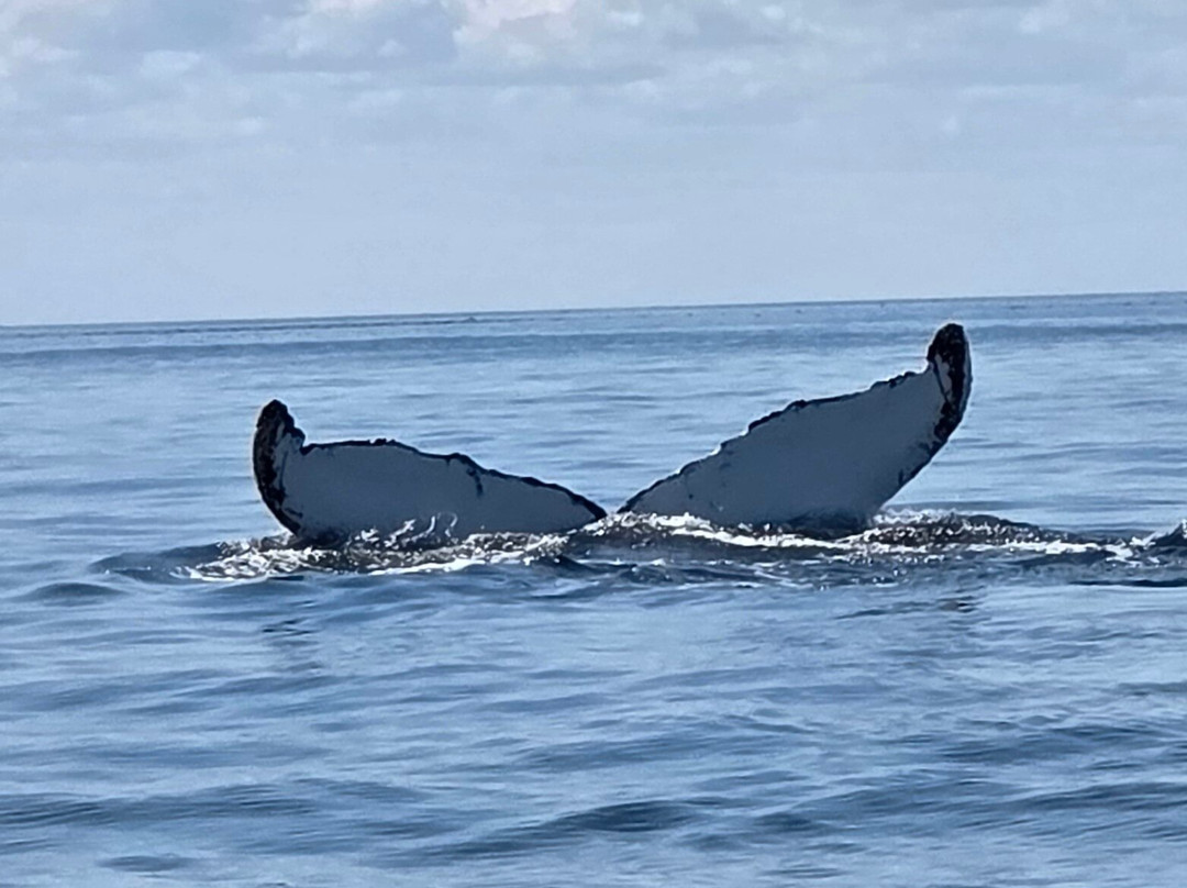 Seas the Day Boat Tours-Bonavista必去景点