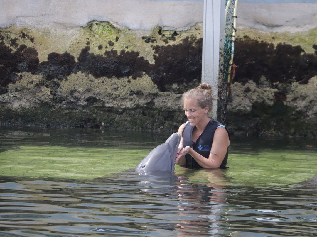 Dolphin Life-拉哥岛必去景点