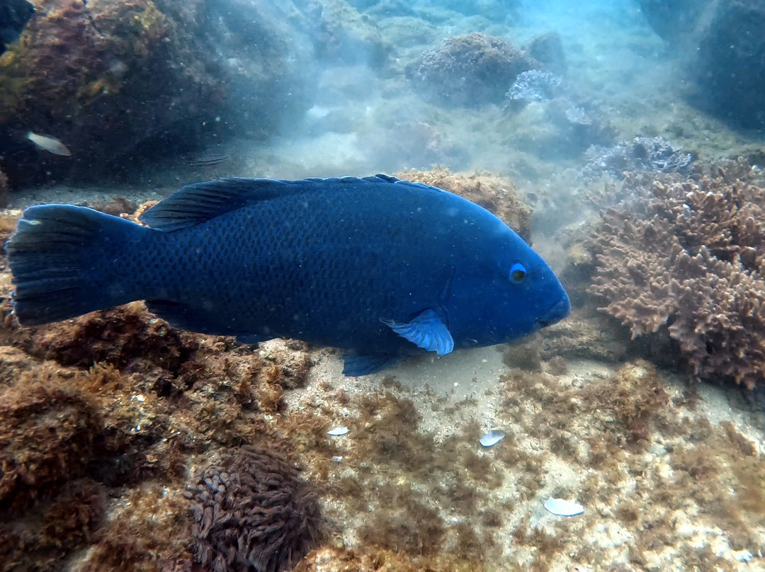 Gold Coast Dive Adventures-Runaway Bay必去景点