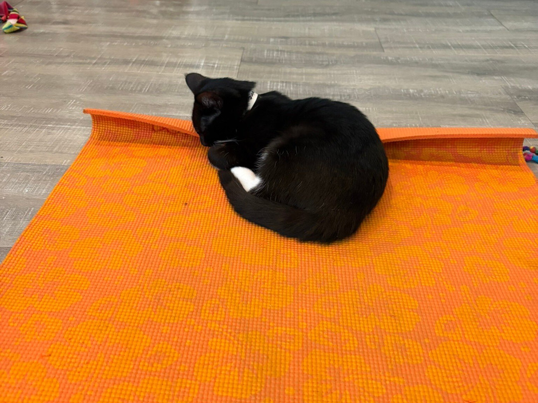 Purrfect Day Cafe Covington-卡温顿必去景点