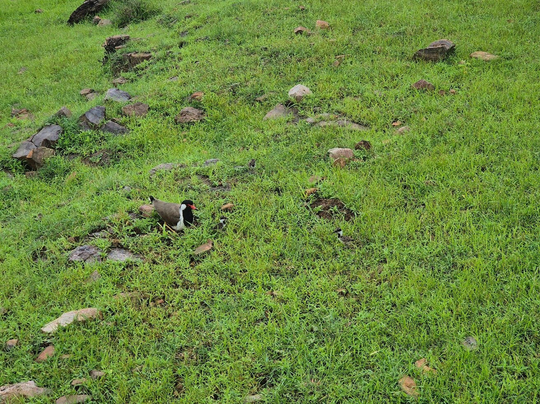 Ranthambore Tiger Safari-瑟瓦伊马托布尔必去景点