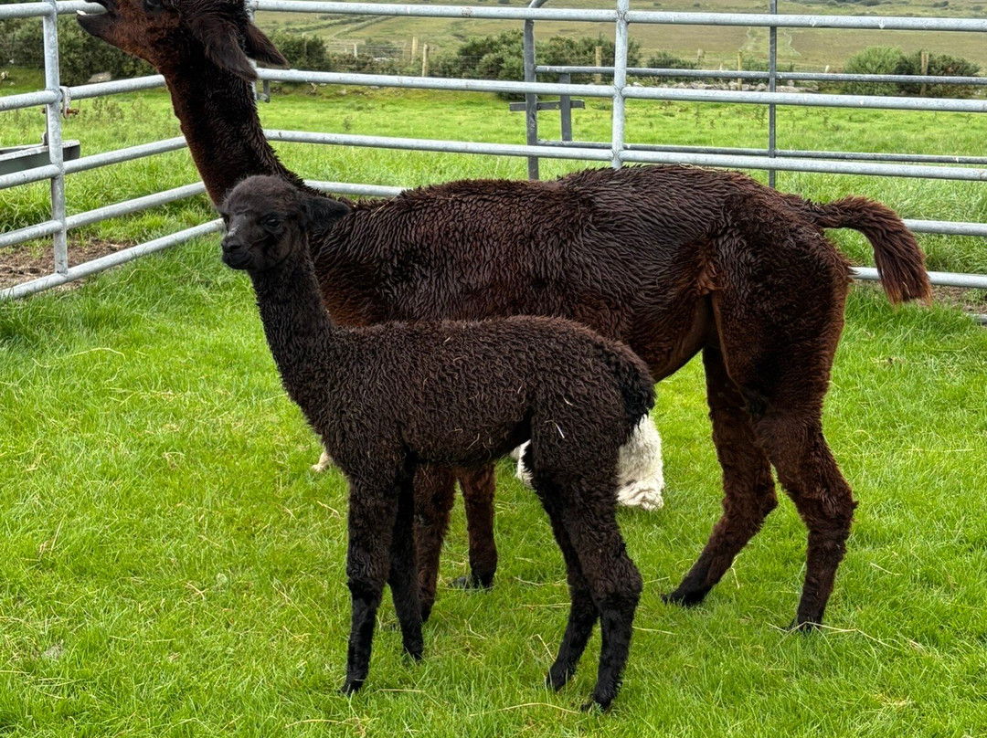 Hidden Hills Waterville-Waterville必去景点