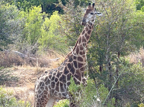 Elephant Herd Tours & Safaris-雾观必去景点
