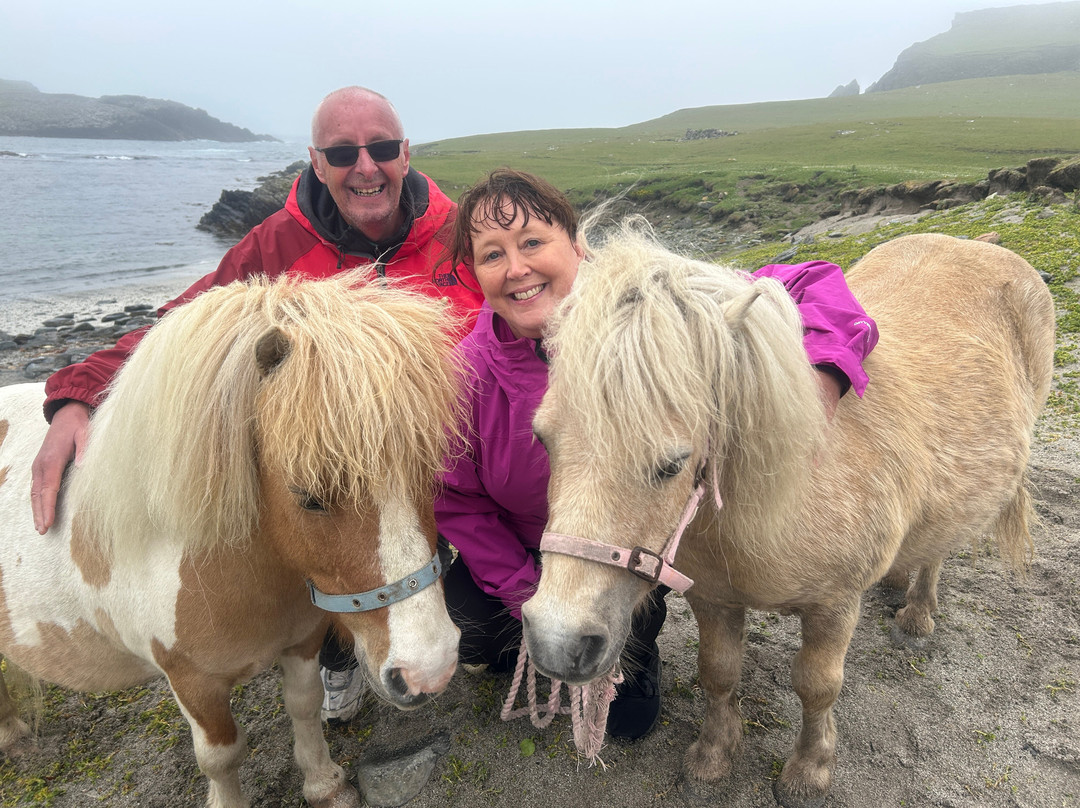 The Shetland Pony Experience-Papil必去景点