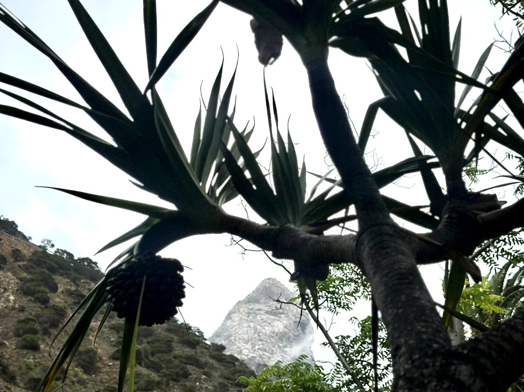 Jardin Botanico del Descubrimiento de Vallehermoso-Vallehermoso必去景点