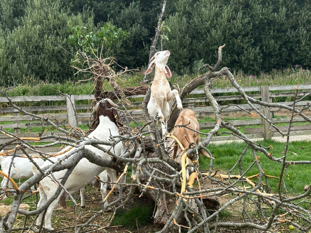 Big Sheep & Little Cow-Bedale必去景点