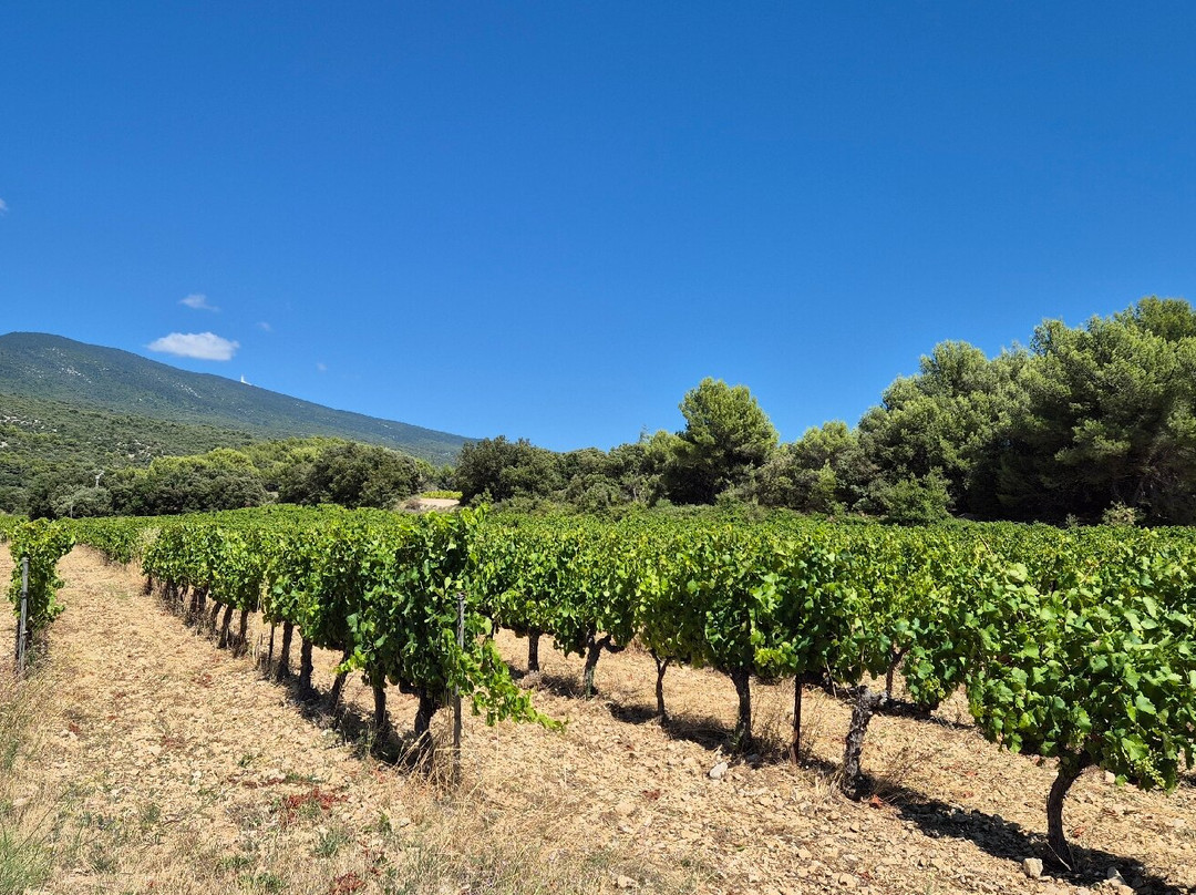VMV Vignerons du Mont Ventoux-Bedoin必去景点