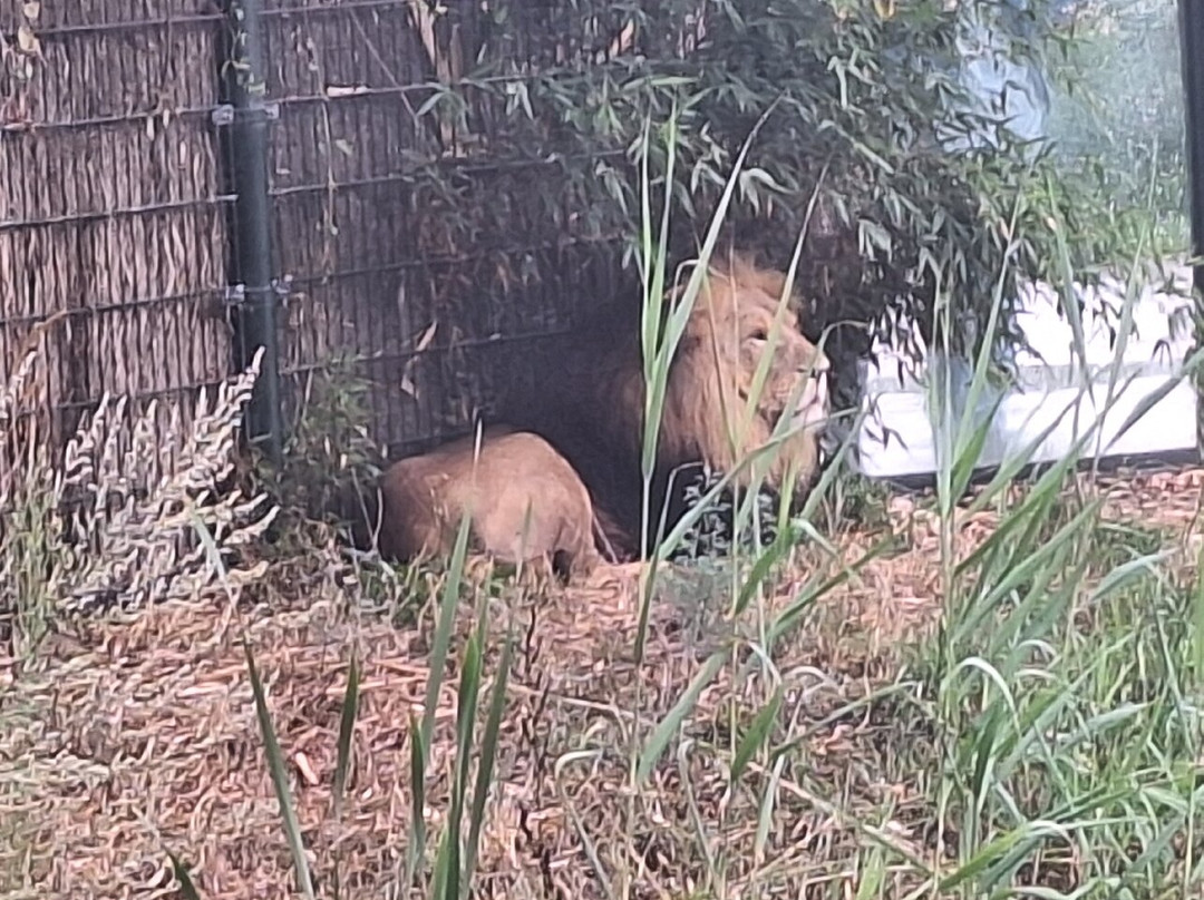 Zooparc Overloon-Overloon必去景点